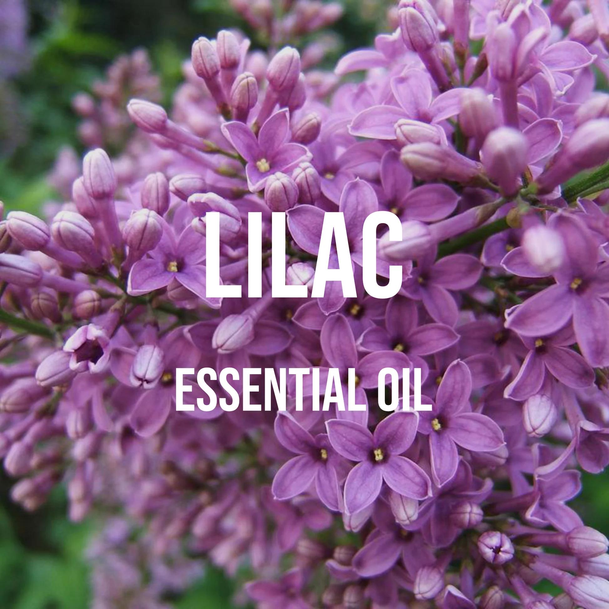 Lilac Essential Oil Premium Gr - đánh giá và giá Candle Supplies Essential Oils